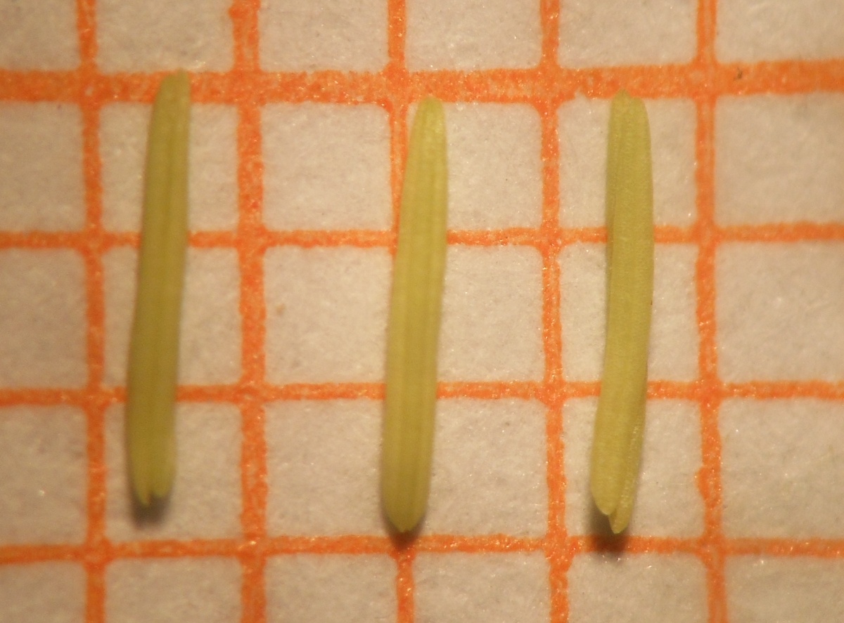 Parapholis filiformis / Logliarella filiforme